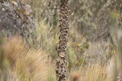 Leptasthenura andicola