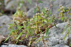 Polygonum nuttallii