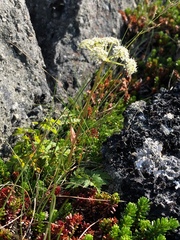Conioselinum chinense