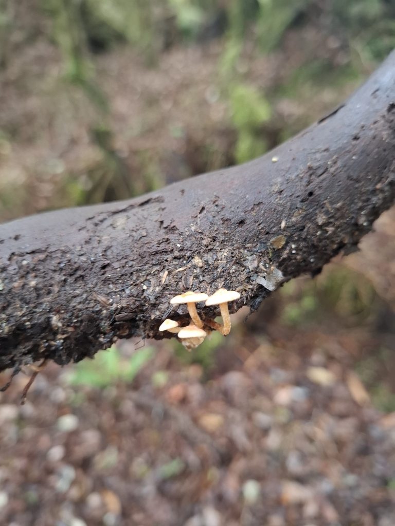 Hypholoma acutum