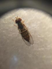 Toxomerus politus