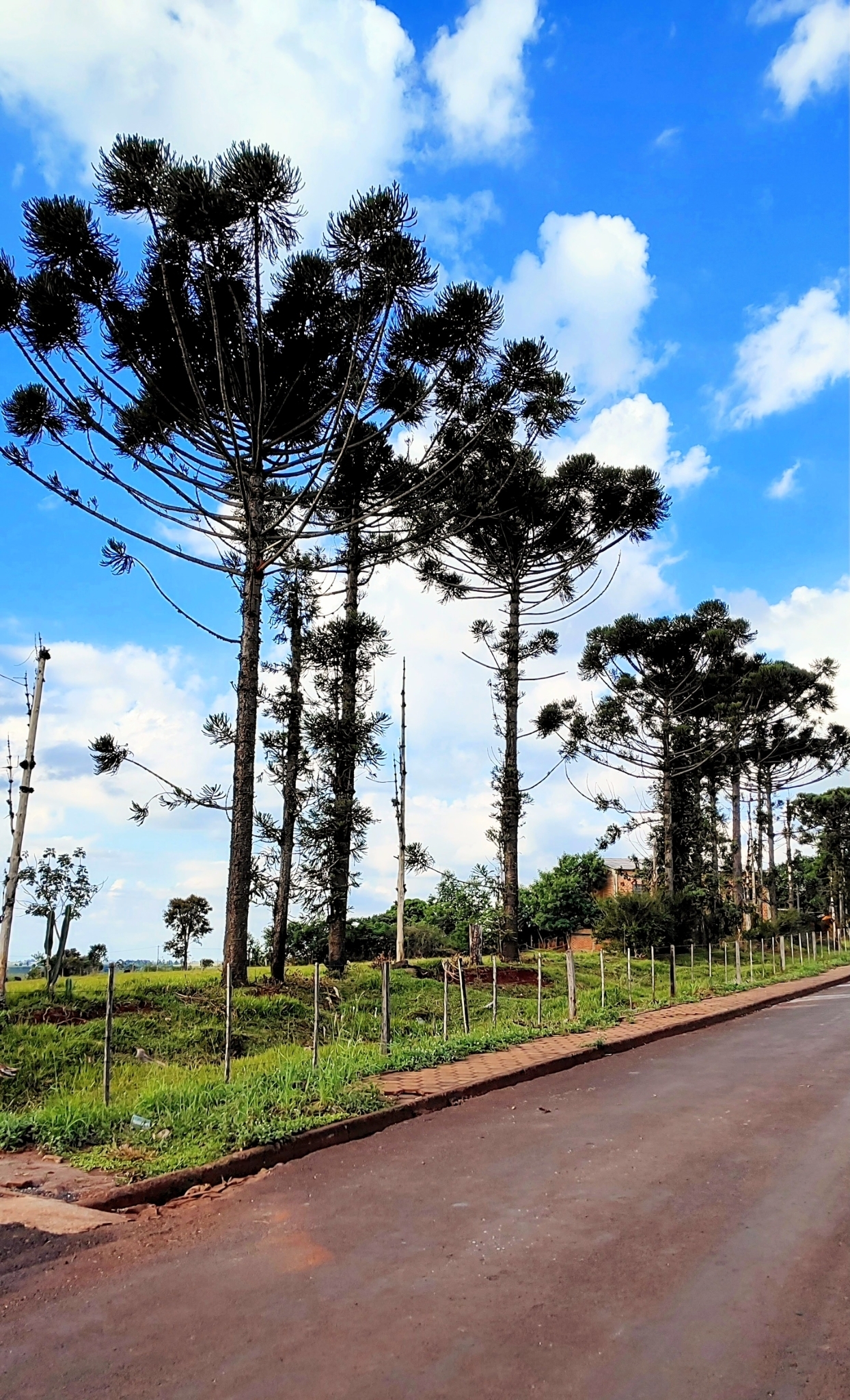 Araucaria angustifolia