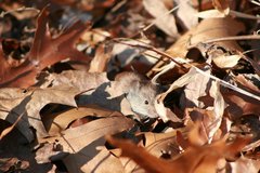 Clethrionomys gapperi