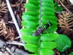 Himantigera silvestris