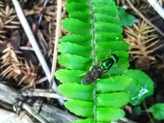 Himantigera silvestris