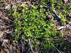 Stellaria apetala