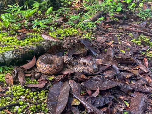 Indo-Malayan mountain pitviper, Ovophis convictus
