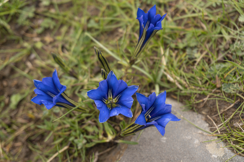 Gentiana veitchiorum