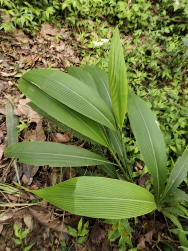 Setaria palmifolia
