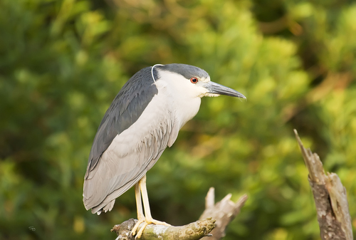 Black-crowned Night Heron photographed in Virginia