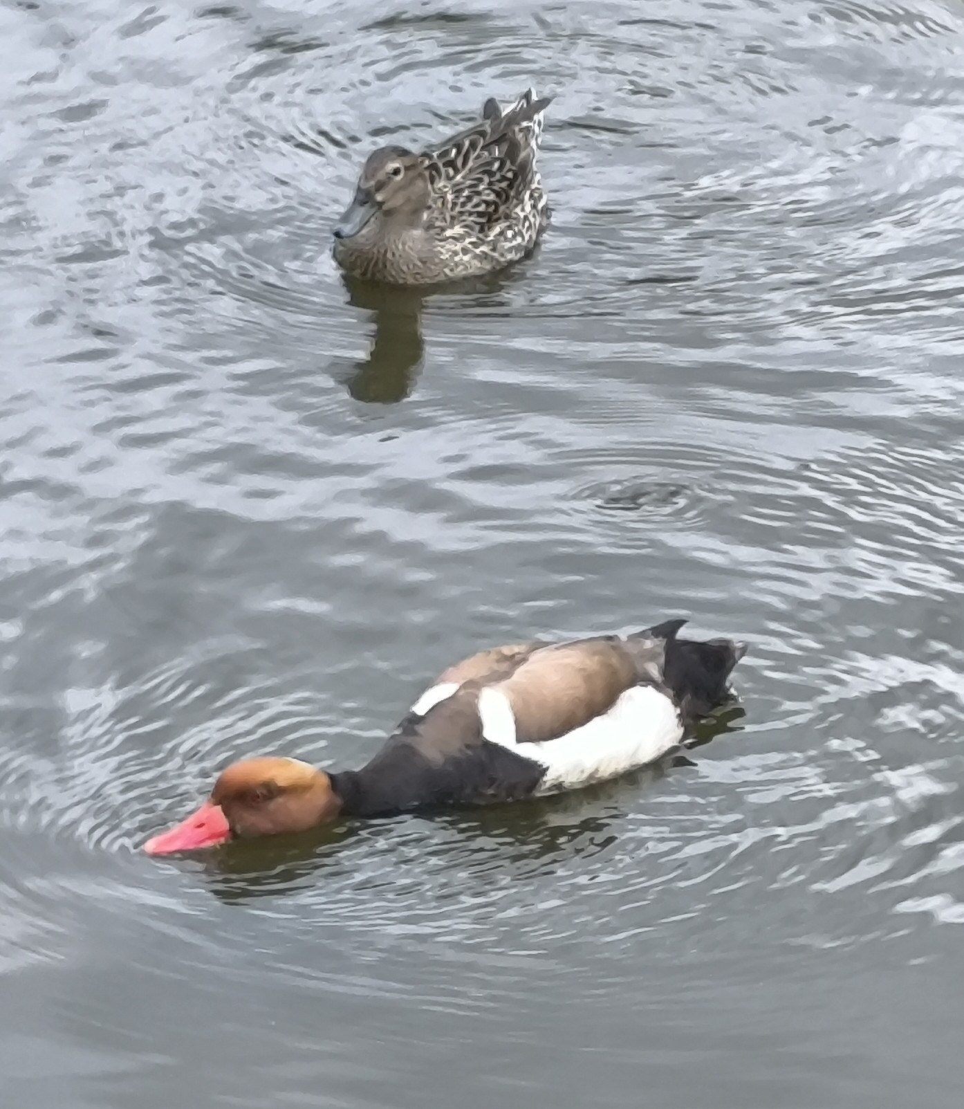 Red-crested Pochard