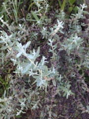 Buddleja scordioides