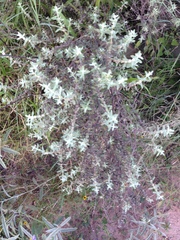 Buddleja scordioides