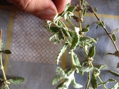 Buddleja scordioides