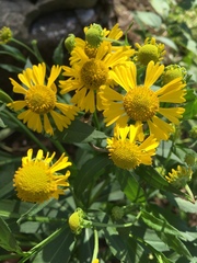 Helenium autumnale