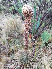 Puya clava-herculis