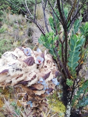 Puya clava-herculis