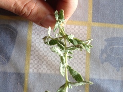 Buddleja scordioides