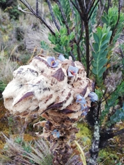 Puya clava-herculis
