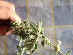 Buddleja scordioides