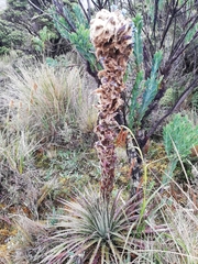 Puya clava-herculis
