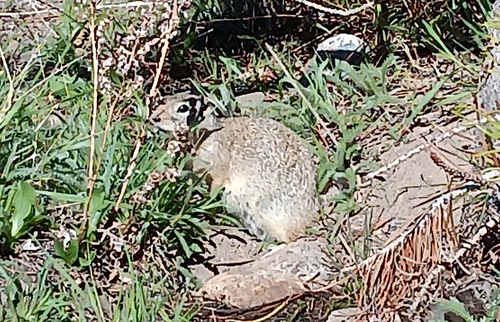 Wyoming Ground Squirrel