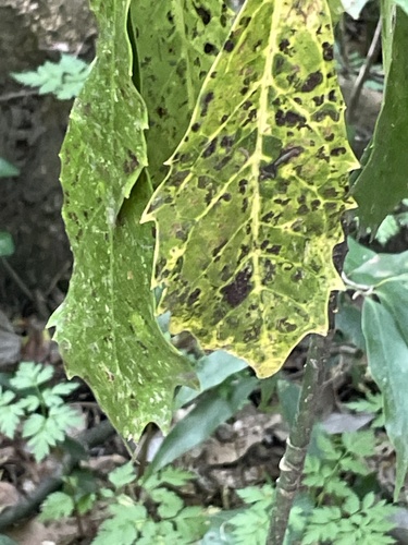 Apiognomonia errabunda