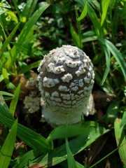 Coprinellus flocculosus