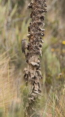 Leptasthenura andicola