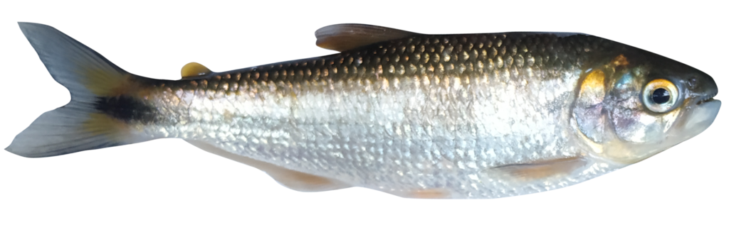 Bigtooth Brycon