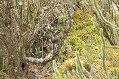 Leptasthenura andicola