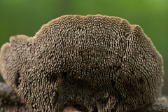 Phellodon confluens
