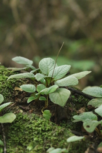 Oreocharis benthamii, photograph 1