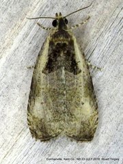 Olethreutes punctanum