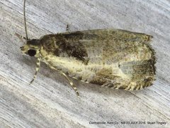 Olethreutes punctanum