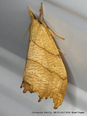 Drepana bilineata