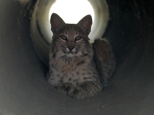 Bobcat photographed in Colorado