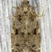 Spruce Budworm Moth - Photo (c) Stuart Tingley, some rights reserved (CC BY-NC), uploaded by Stuart Tingley