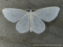 Hydrelia albifera