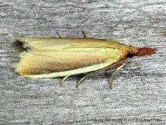 Peoria approximella