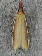 Peoria approximella