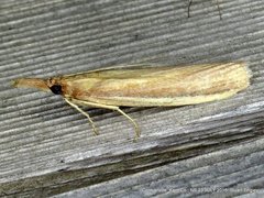 Peoria gematella