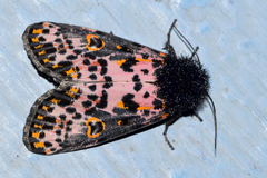 Xanthopastis moctezuma
