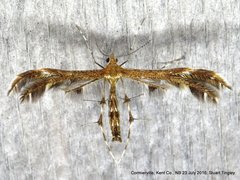 Dejongia lobidactylus