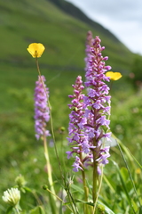 Gymnadenia