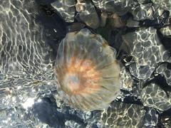 Chrysaora melanaster