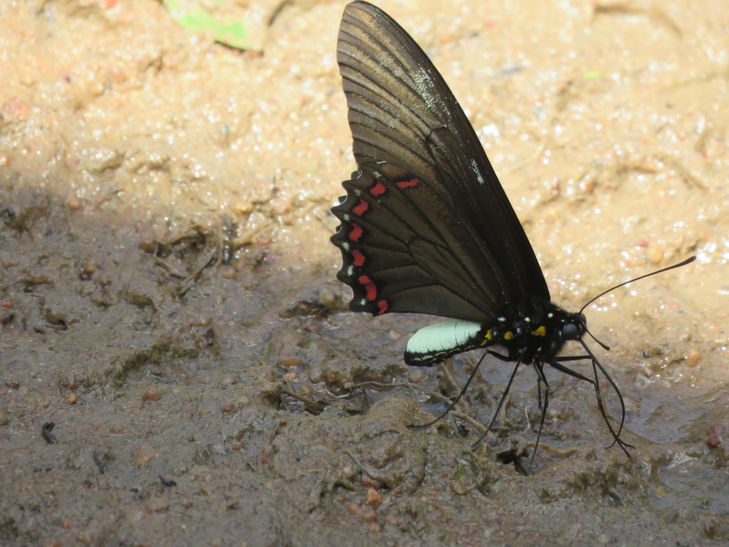 Belus Swallowtail