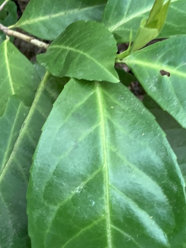 Wilsonomyces carpophilus