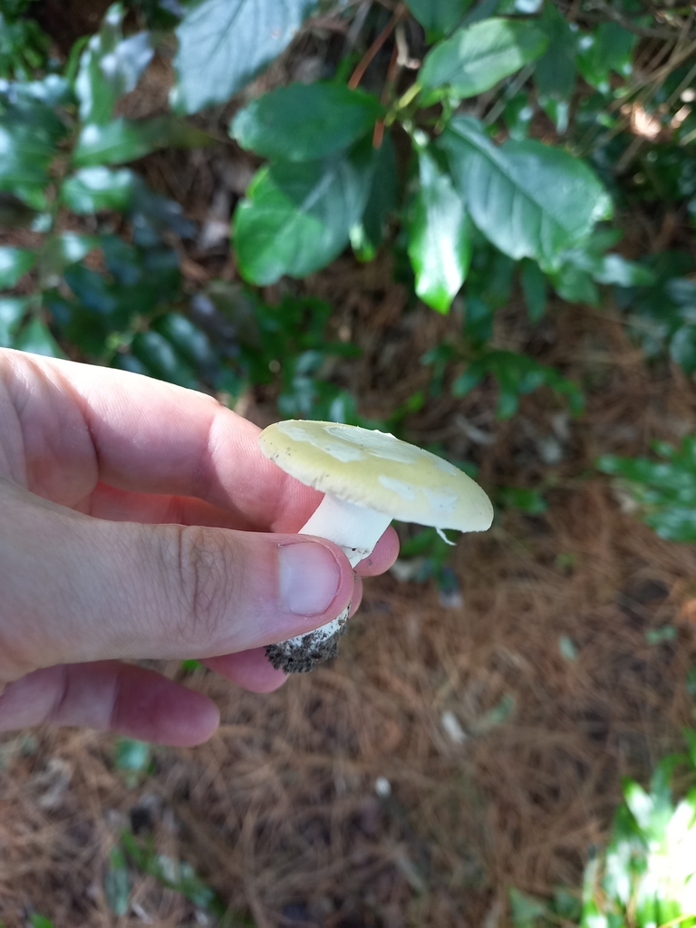 Amanita junquillea · April 2025 · photo: © shaun_thompson (iNaturalist, cc-by)