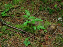 Sceptridium multifidum